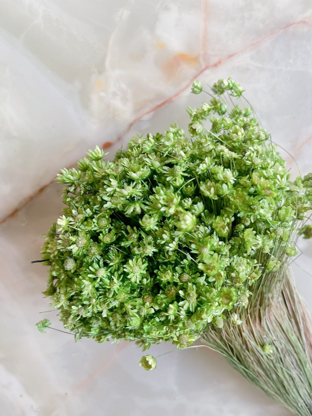 Colored Glixia Brazil, mini star, snowy flower, immortelle brezil, rustic decoration