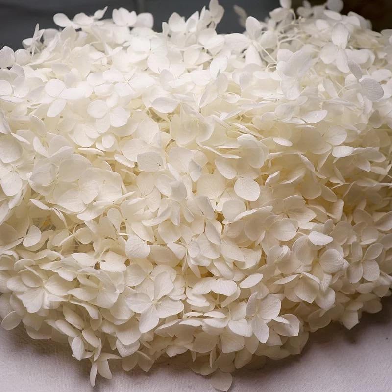 Creamy white Preserved anna hydrangea Diamter 20-22cm, hortensia, bridalflower, preserved white/bleached