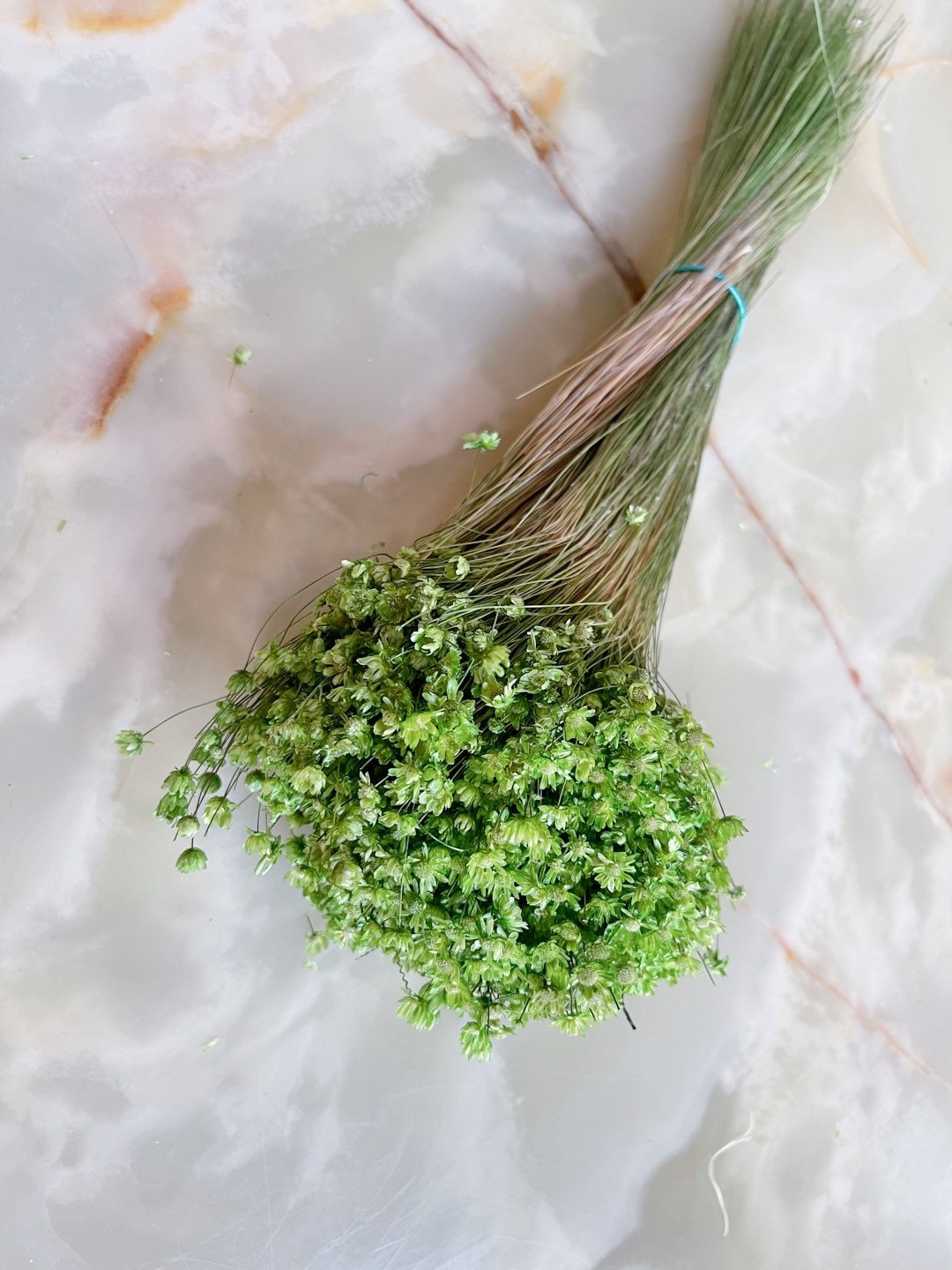 Colored Glixia Brazil, mini star, snowy flower, immortelle brezil, rustic decoration