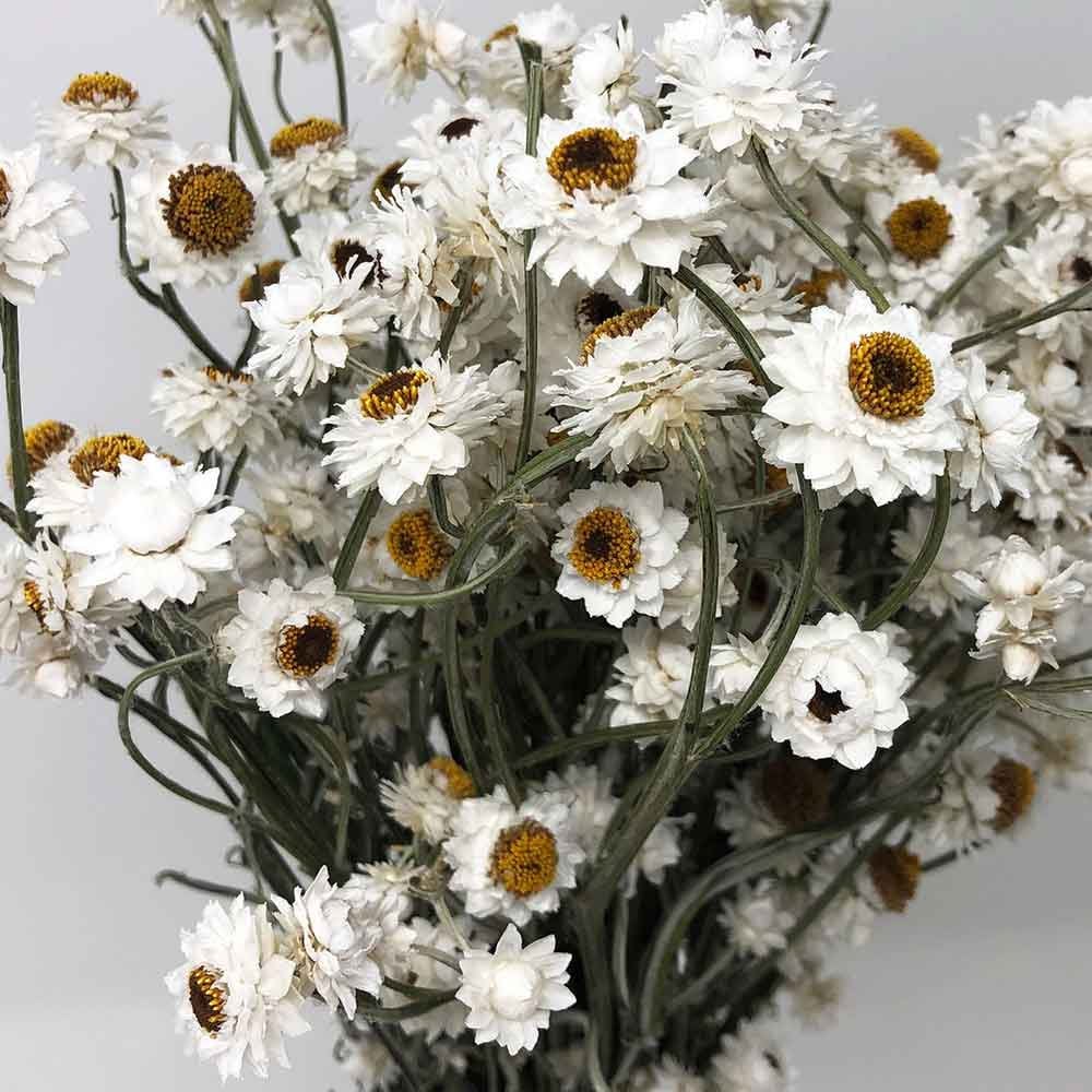 Dried ammonium white creamy bunch, chrysanthemum, flower white bunch, immortelle 3oz bunch, rustic decoration