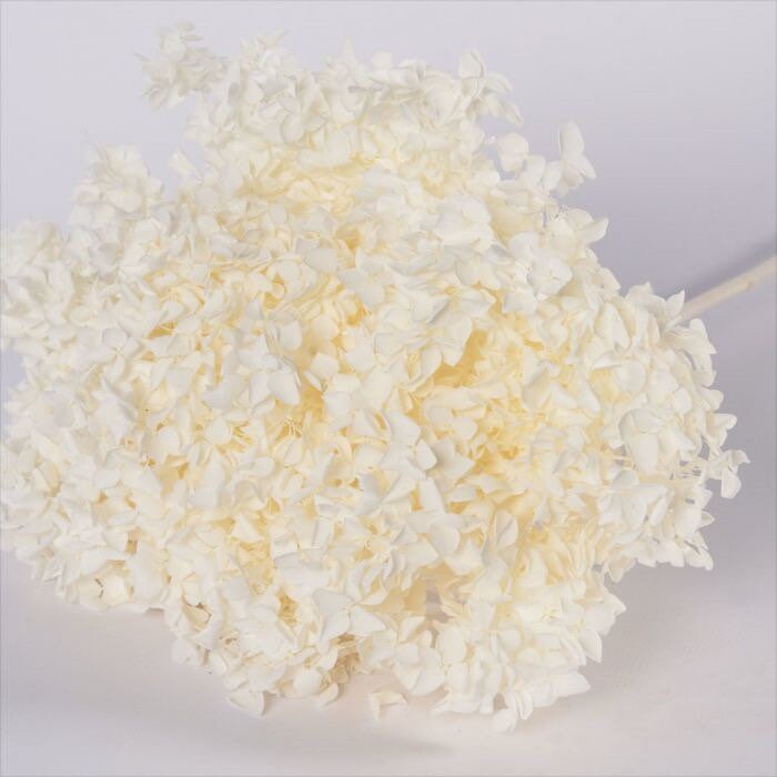 Big size Creamy White preserved hydrangea diameter 28-30cm, hydrangea on stem, 2-3branches