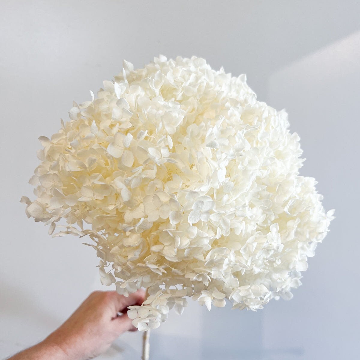 Big size Creamy White preserved hydrangea diameter 28-30cm, hydrangea on stem, 2-3branches