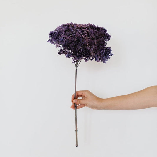 Preserved Hydrangea big size 20-23cm dark violet gradient color, DIY, Resin