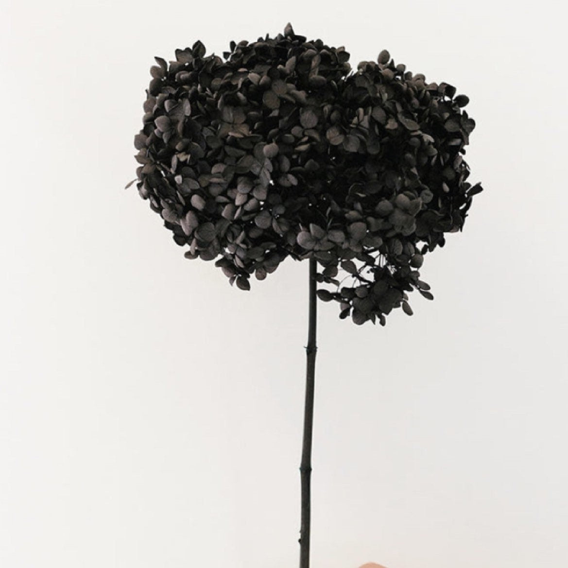 Preserved hydrangea dark black gradient d20-22cm, hortensia, indoor decoration