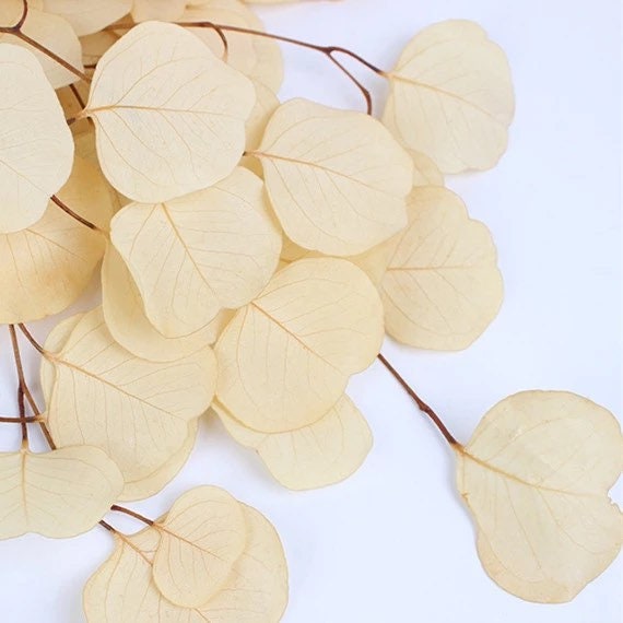 Preserved Eucalytus populus White bleached color 100-120g/bunch, preserved leaf, preserved foliage