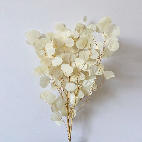 Preserved Eucalytus populus White bleached color 100-120g/bunch, preserved leaf, preserved foliage