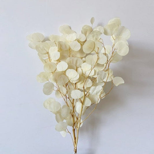 Preserved Eucalytus populus White bleached color 100-120g/bunch, preserved leaf, preserved foliage