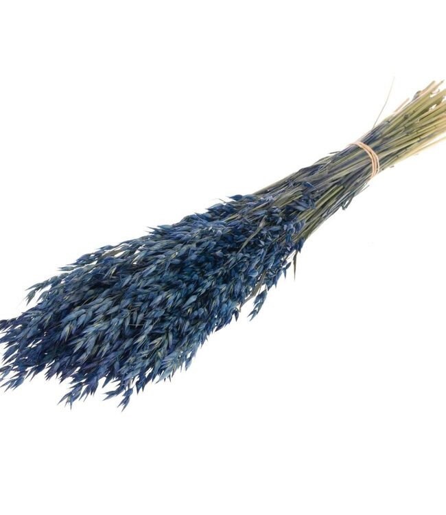 Dried avena blue turquoise 100g-120g