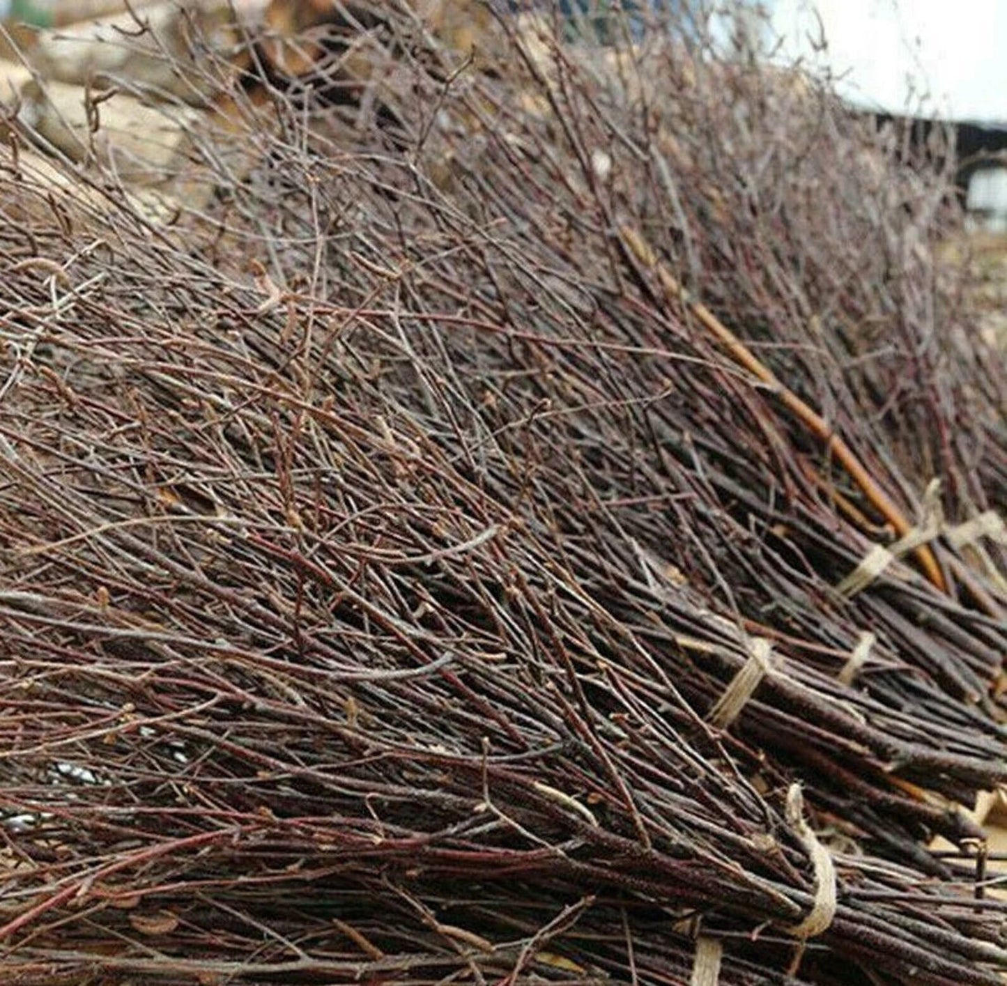 Birch branches twigs birch, wedding birch twigs wedding centerpiece decorative real