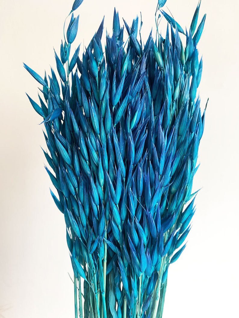 Dried avena blue turquoise 100g-120g