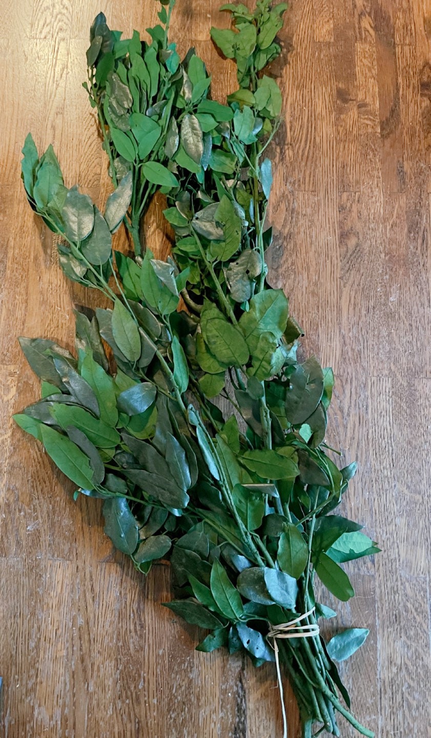 Preserved Holly Oak leave green, Quercus ilex preserved, Chêne stabilisé, preserved foliage wall decoration DYI wreath tool, 120-140g/bunch