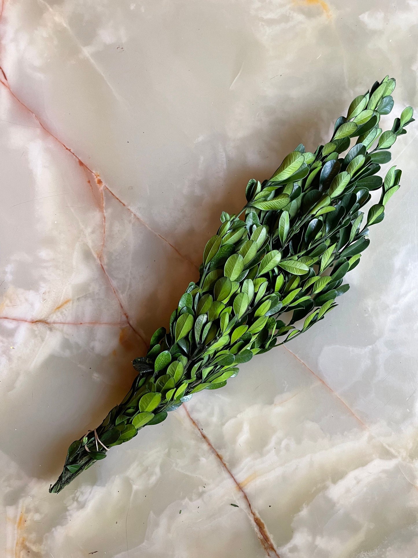 Preserved Holly Oak leave green, Quercus ilex preserved, Chêne stabilisé, preserved foliage wall decoration DYI wreath tool, 120-140g/bunch