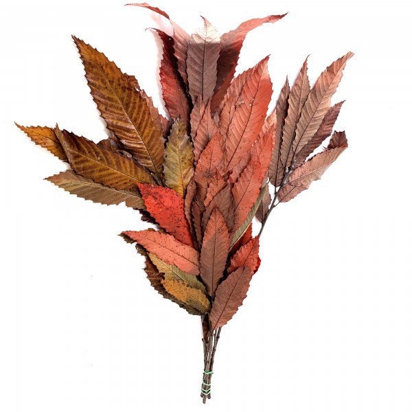 Preserved chestnut autumn yellow red gradient, feuille de châtaign stabilisé, greenery, preserved foliage 110-130g/bunch
