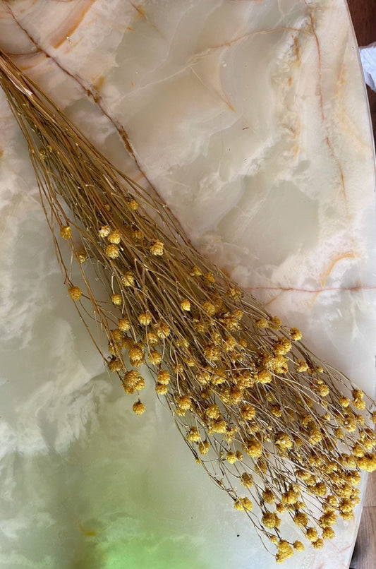 Bouquet centaurea ruppen jaune 100g -120g, centeaurea dried red, dried flower H70-80cm