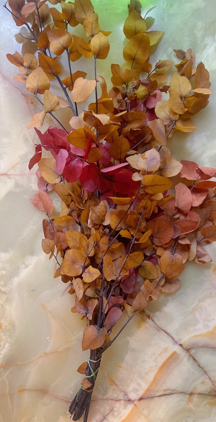 Preserved eucalytus stunatia autumn gradient 120g, preserved leaf, preserved foliage