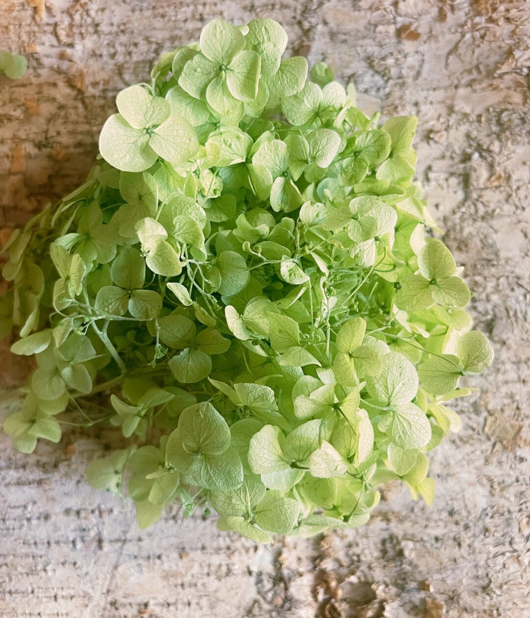 Different choice 5g preserved hydrangea, preserved flower DYI for resin epoxy, Hortensia, DYI resin