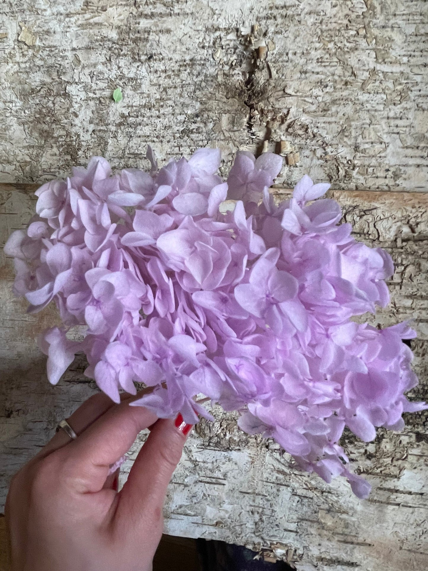 Different choice 5g preserved hydrangea, preserved flower DYI for resin epoxy, Hortensia, DYI resin