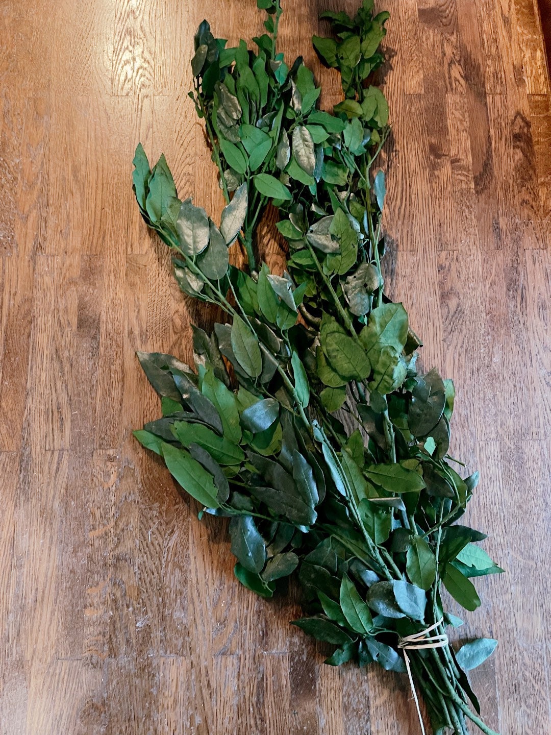 Preserved Holly Oak leave green, Quercus ilex preserved, Chêne stabilisé, preserved foliage wall decoration DYI wreath tool, 120-140g/bunch