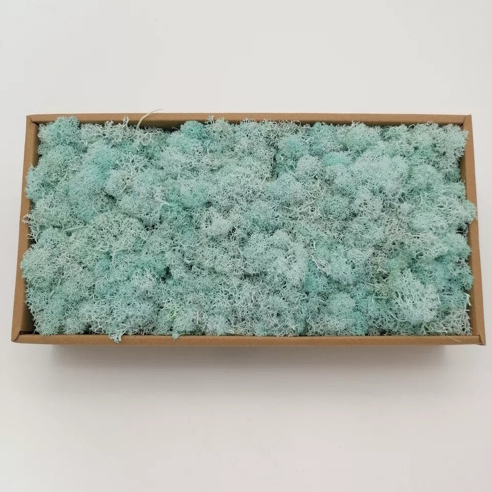 Preserved lichen reindeer moss blue aquatic, light blue, wall moss DIY tool, wall decoration