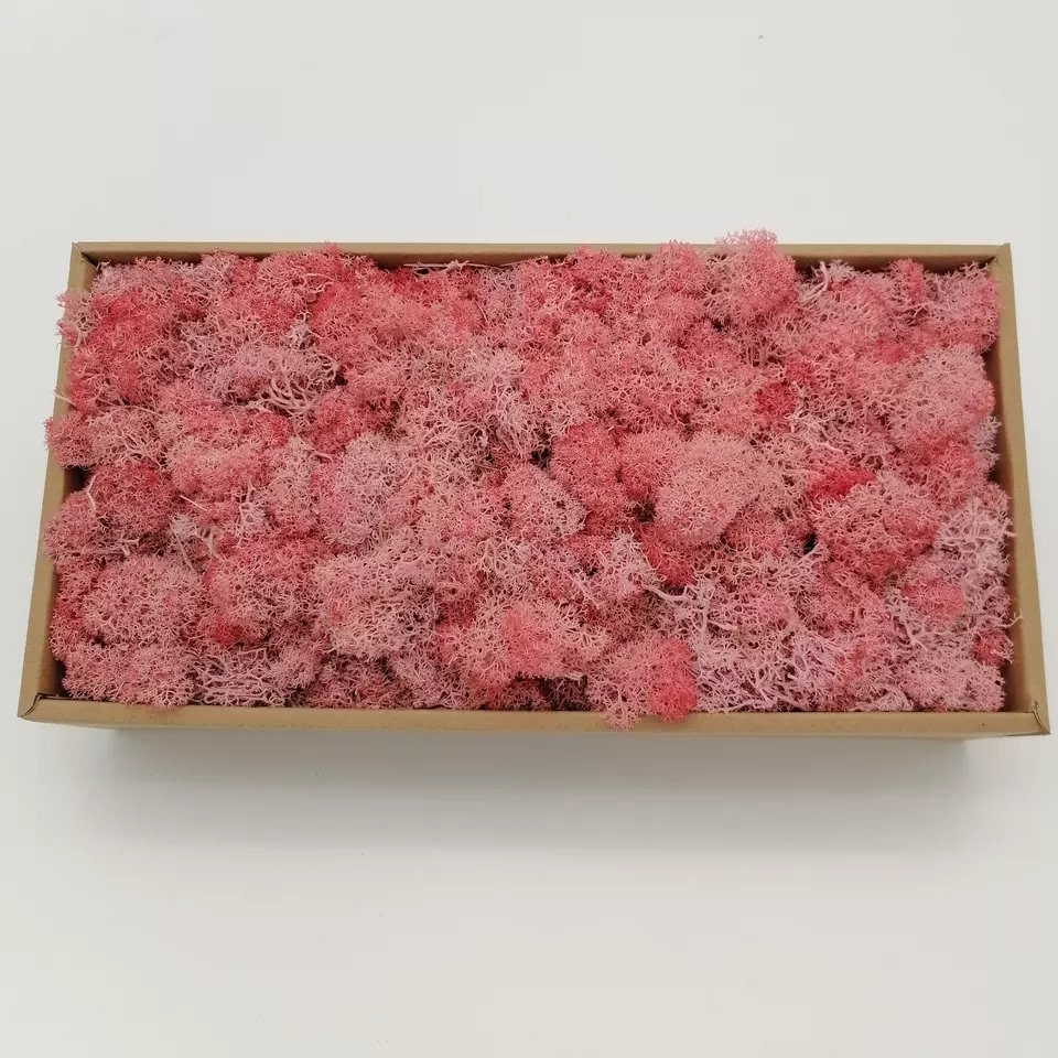 Preserved lichen reindeer moss pink corail, light pink, wall moss DIY tool, wall decoration