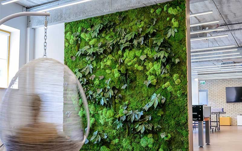 Green aralia preserved , wall decoration art, preserved foliage, preserved leave