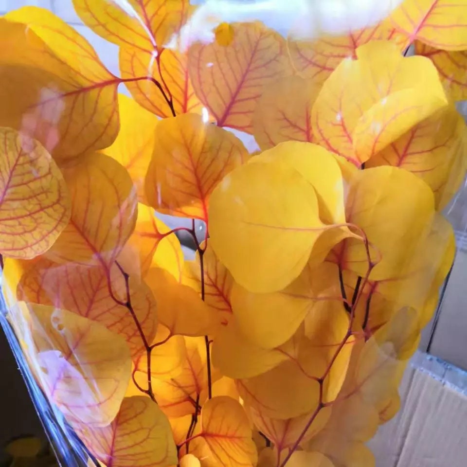 Preserved Eucalytus populus autumne gradient yellow mix orange color 100-120g/bunch, preserved leaf, preserved foliage