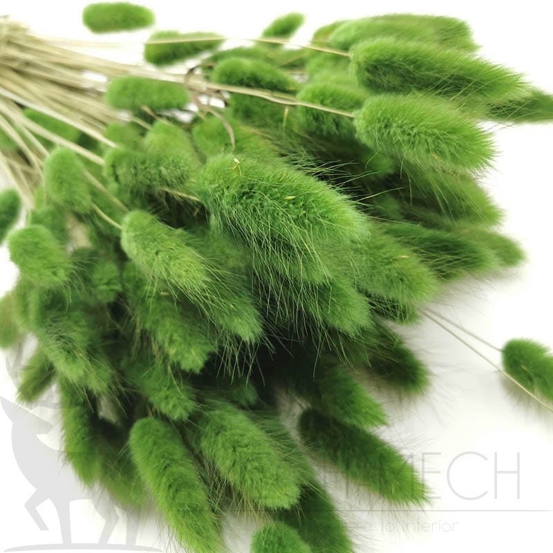 Bouquet Lagurus olive green, queue de lapin séché, mini pampas, dried flower