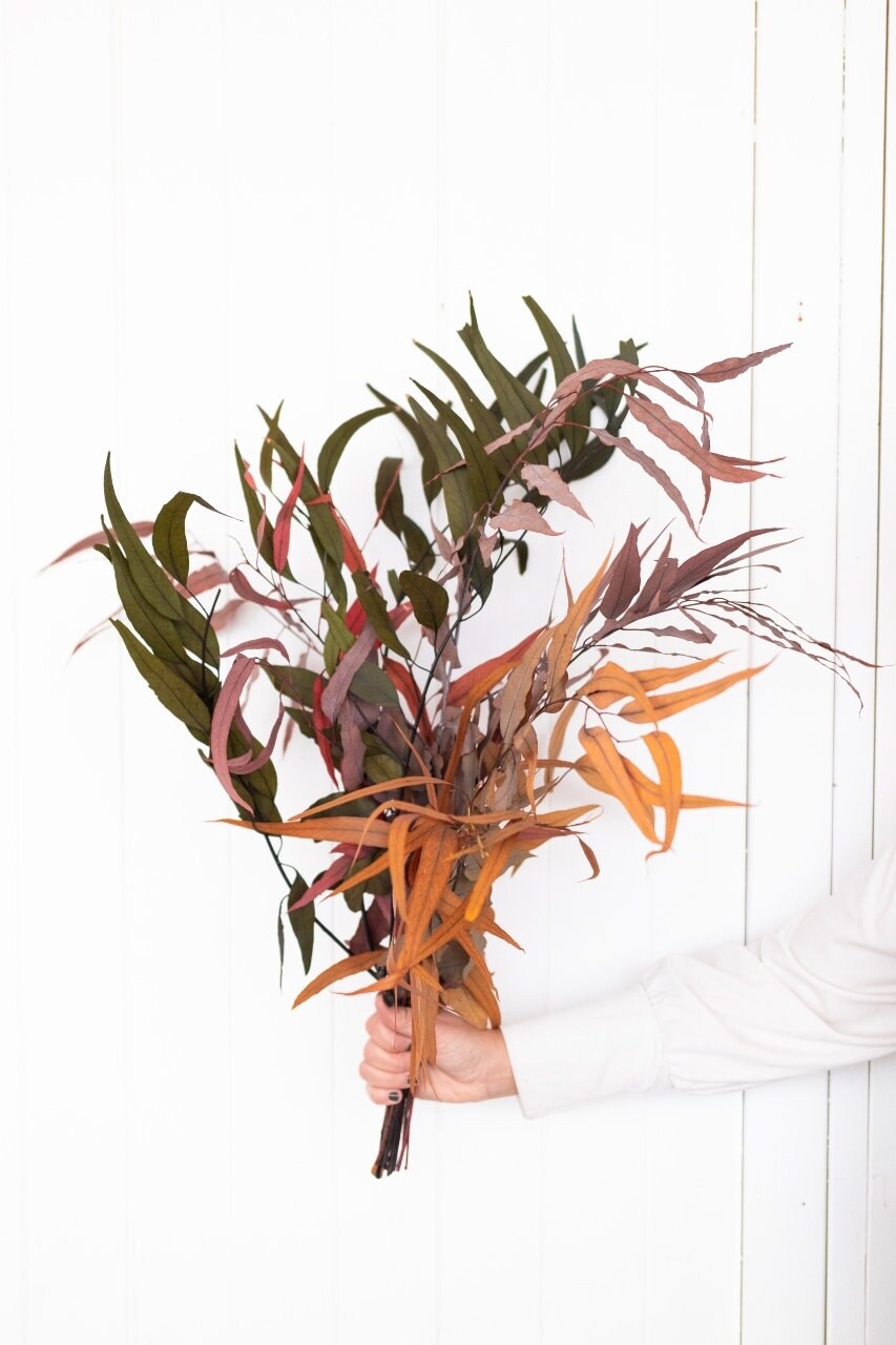 Preserved Red eucalytus exotica preserved foliage, wall decor, kokedama tool