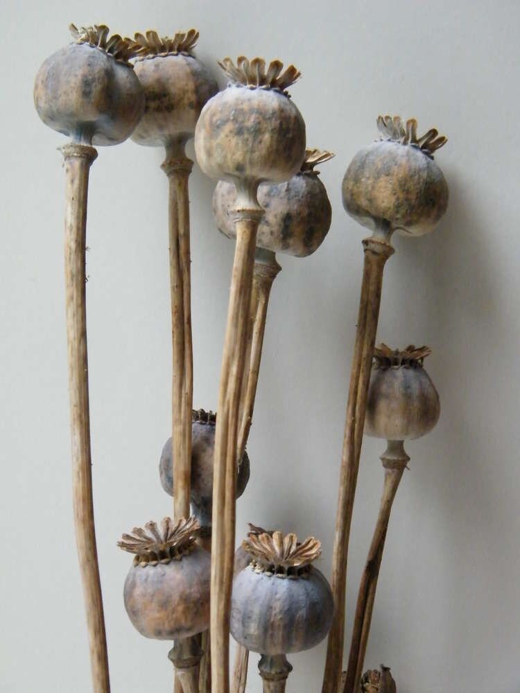 Giant pop for decoration, dried flower home decoration rustique 10 branches per bunch