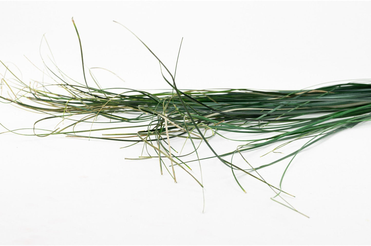 Preserved bear grass 60- 80cm 100cm decoration intérieur