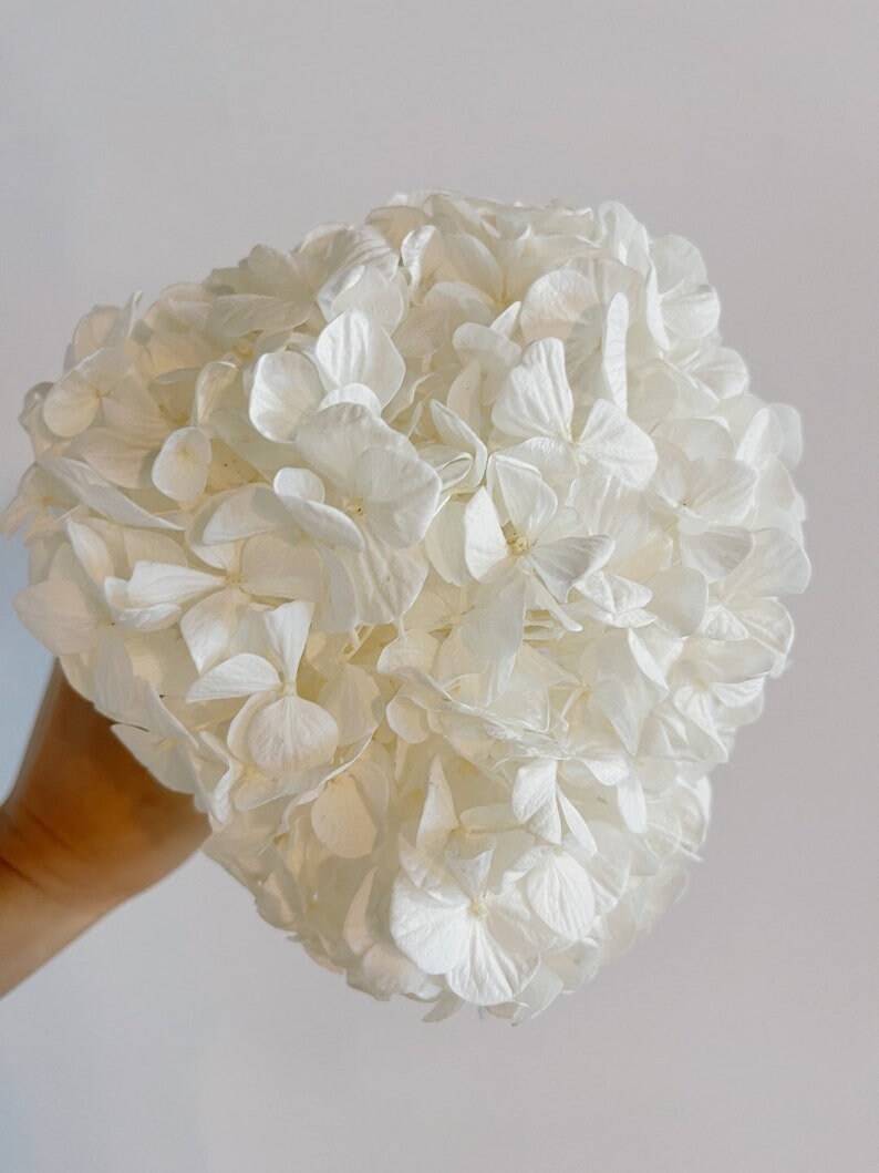 Big Petal Preserved hydrangea, hydrangea, bridalflower