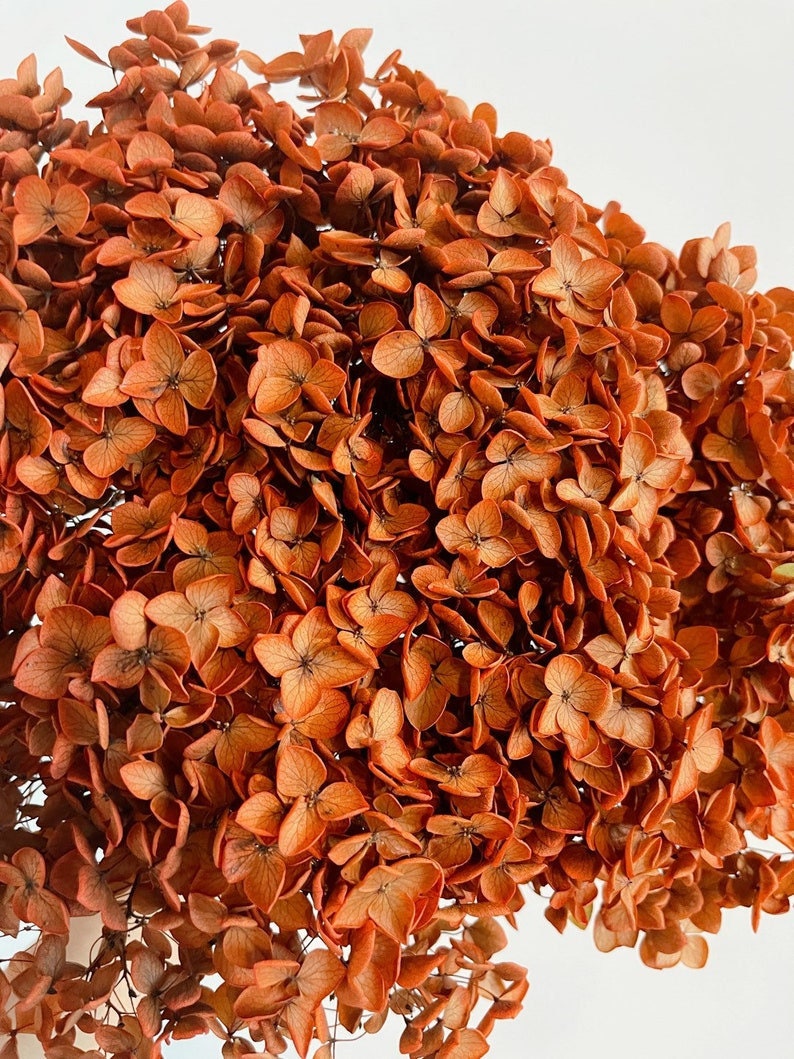 Preserved hydrangea métallique orange rouille, D18-20cm, hortensia, decoration de mariage, DIY