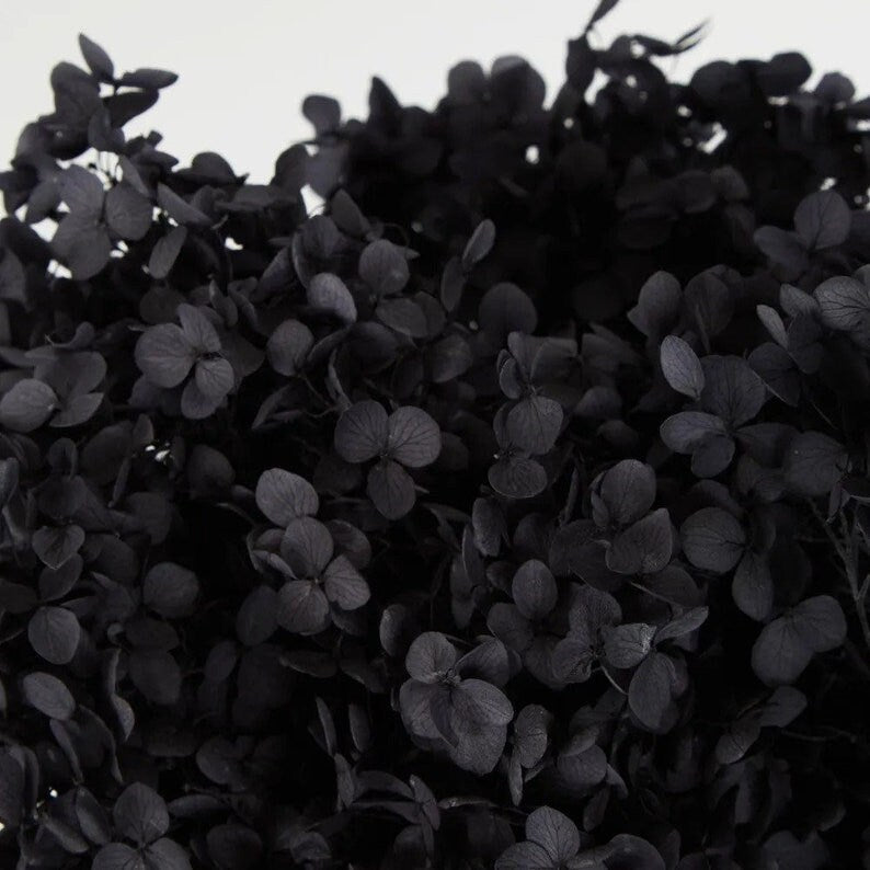 Preserved hydrangea dark black gradient d20-22cm, hortensia, indoor decoration, Resin, handcraft
