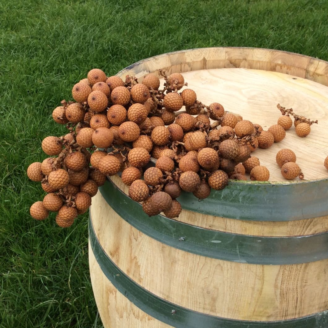 Rattan Grape Bunch/Natural dried floral deco/shooting photo/ exotic Asian decor