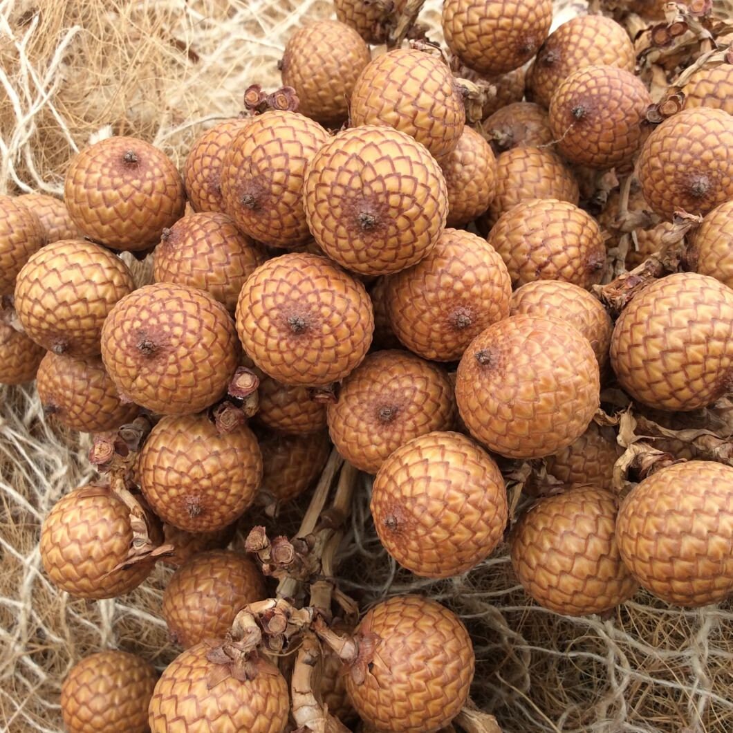 Rattan Grape Bunch/Natural dried floral deco/shooting photo/ exotic Asian decor