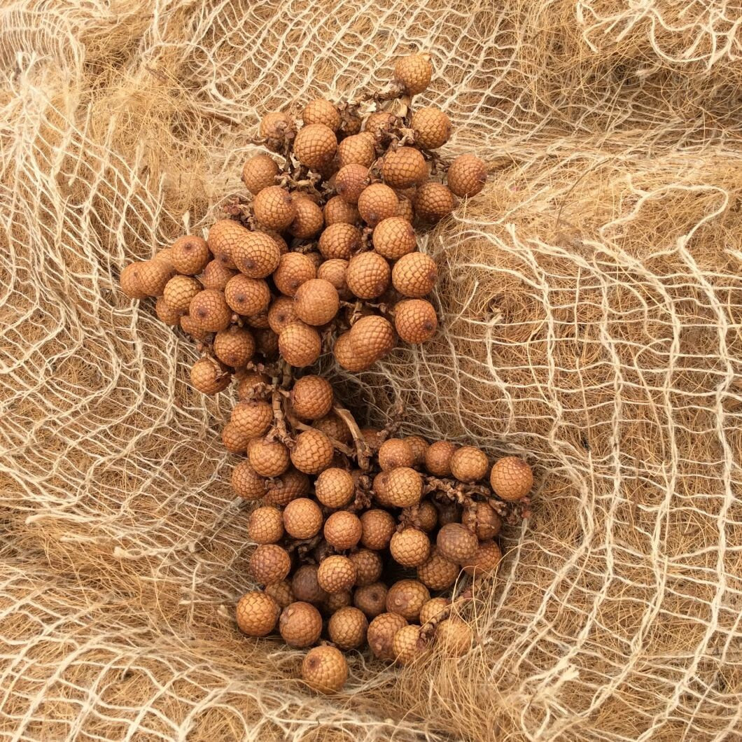 Rattan Grape Bunch/Natural dried floral deco/shooting photo/ exotic Asian decor