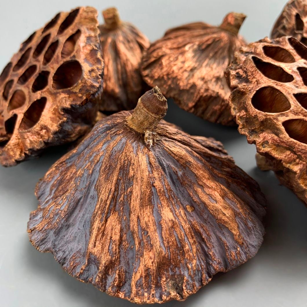 x10 dried lotus pop, DIY craft tool
