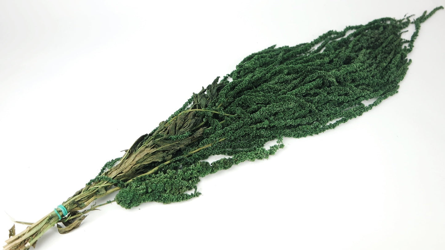 Forest green Preserved Hanging amaranthus/ 6 -7 stems/wall decor, ceiling decoration