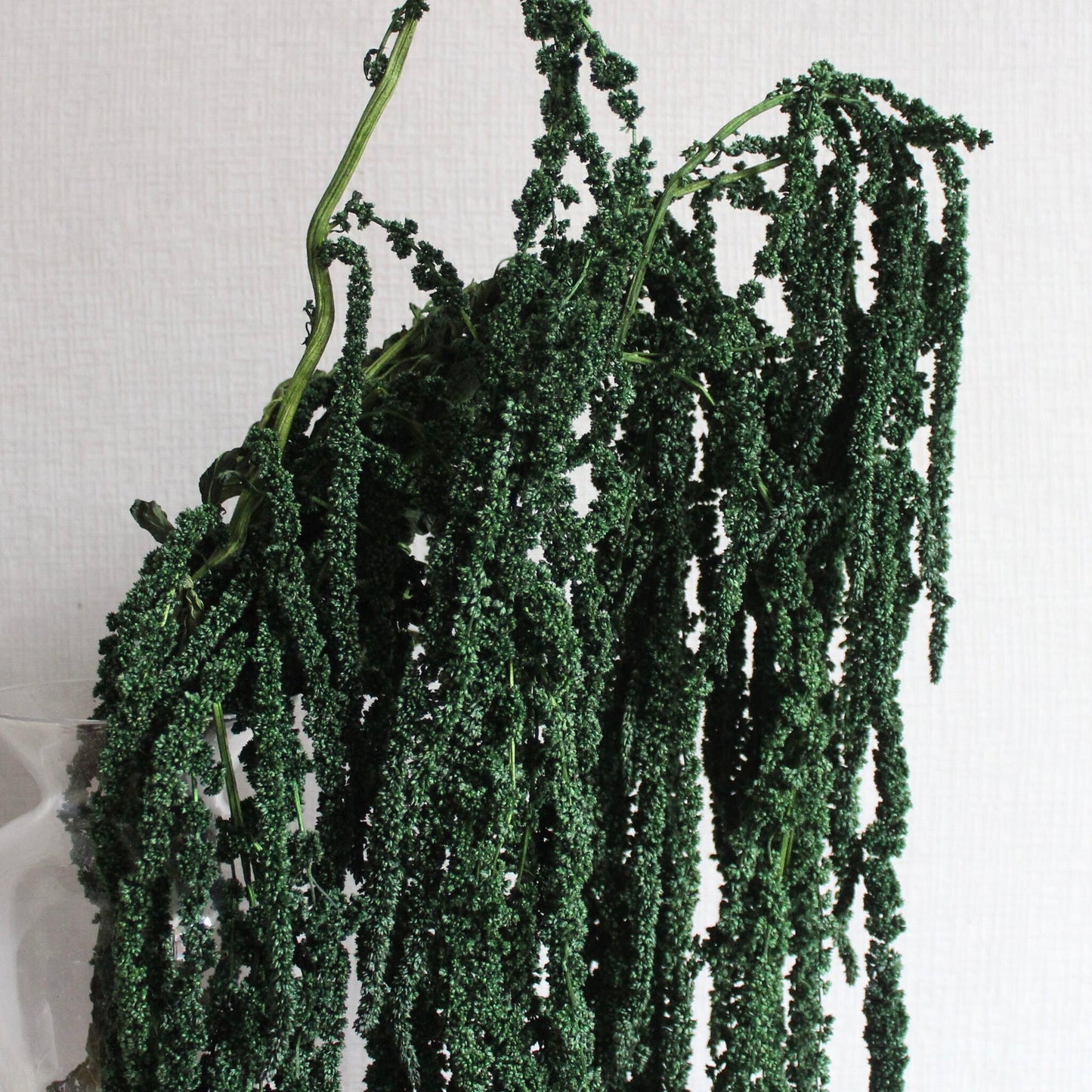Forest green Preserved Hanging amaranthus/ 6 -7 stems/wall decor, ceiling decoration
