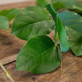 Wholesale - case of 12 bunches preserved Salal leaves, lemon leave natural green