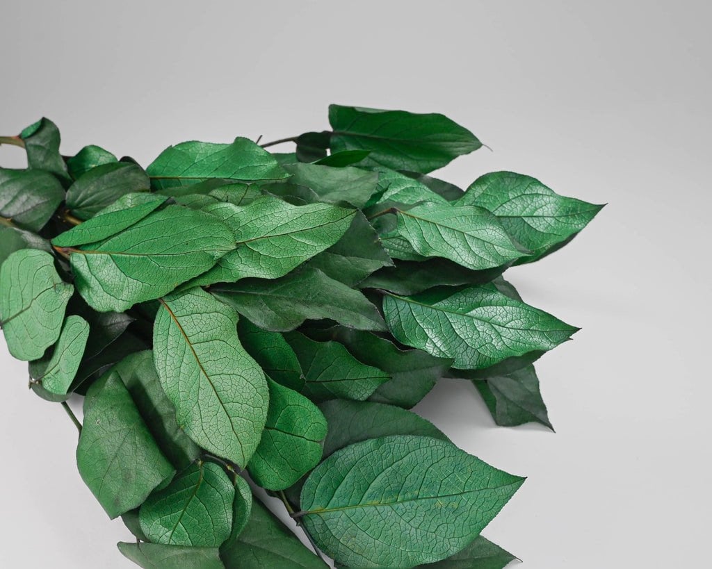 Wholesale - case of 12 bunches preserved Salal leaves, lemon leave natural green