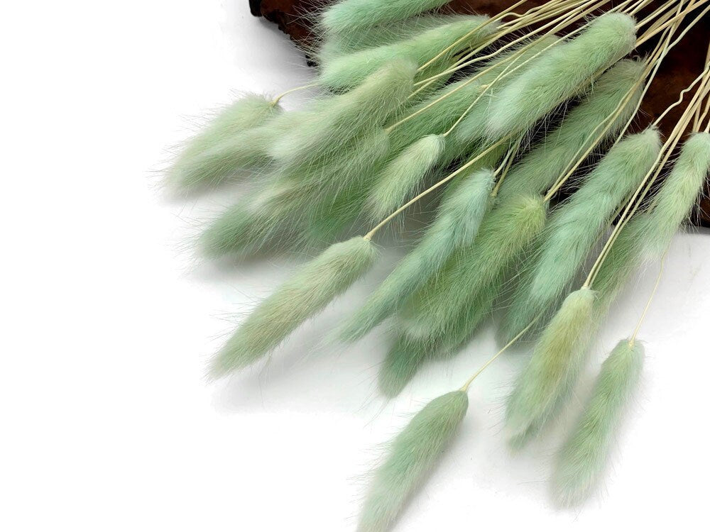 Lagurus, hair tail , queue de lapin, mini pampa blue mint dyed color