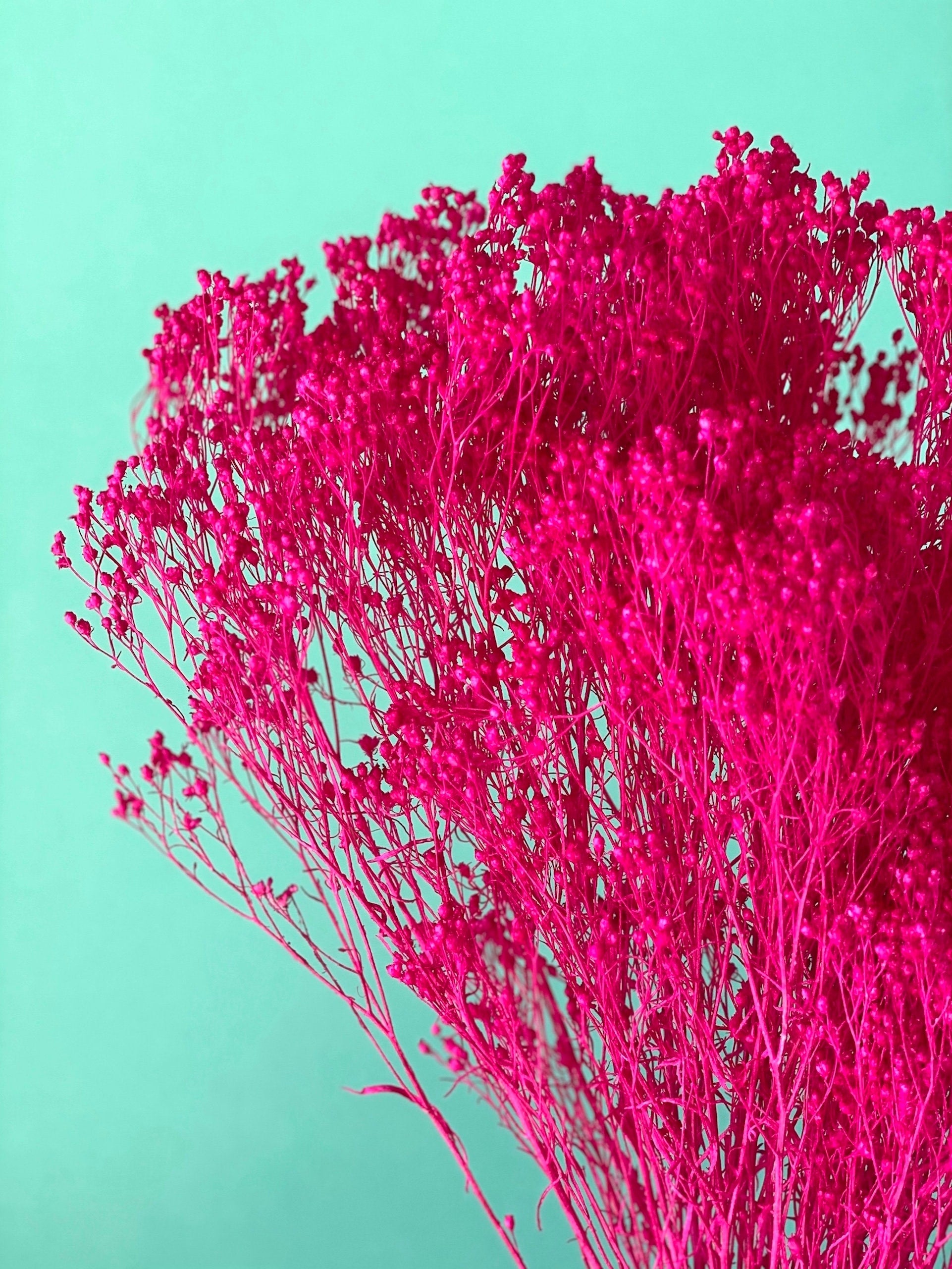 Dried broom groom fuchsia, fleur de balais,fleur séché, decoration rustique 100g