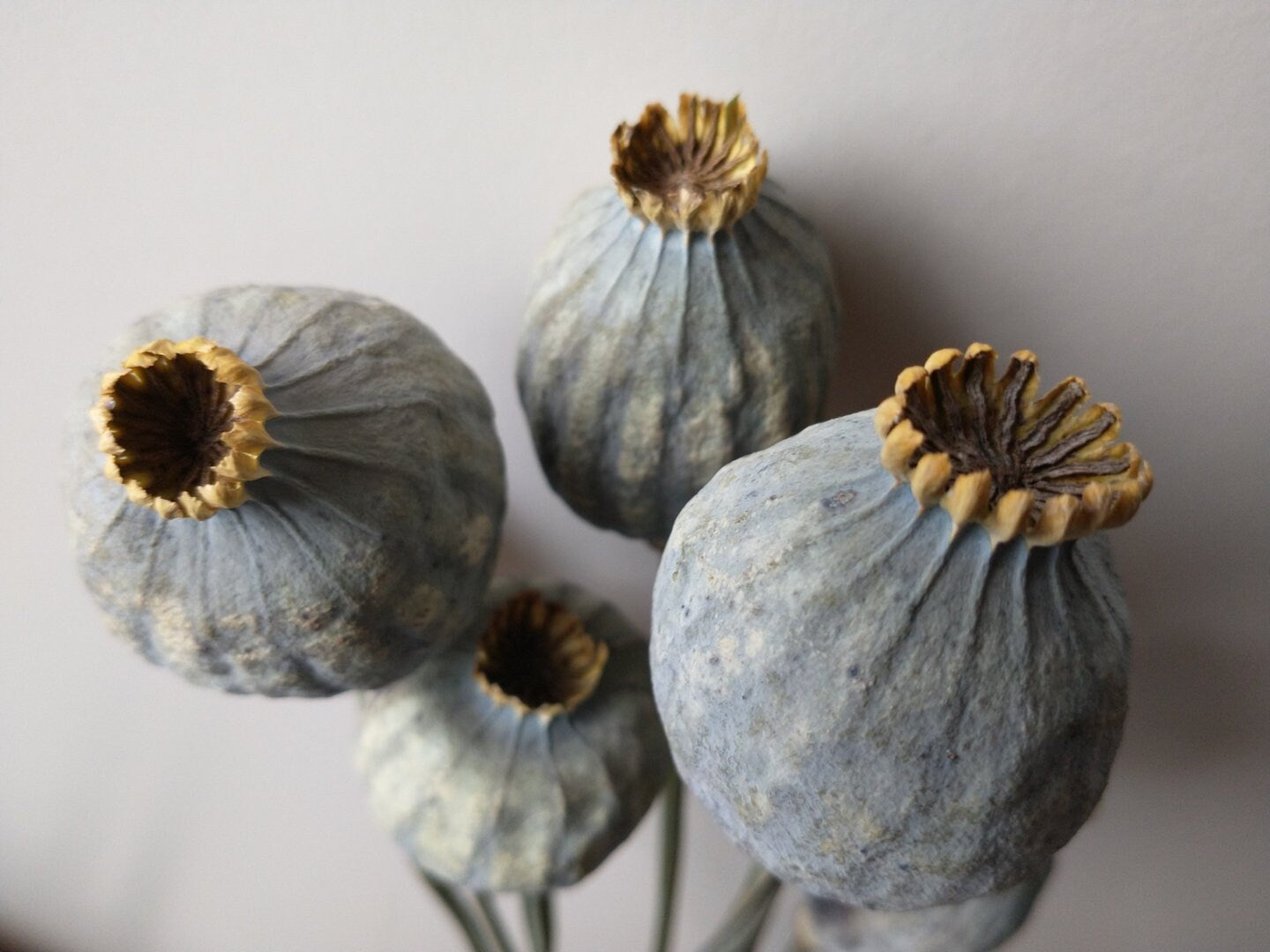 Giant pop for decoration, dried flower home decoration rustique 10 branches per bunch