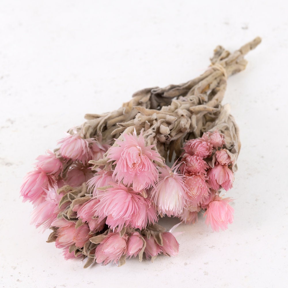 Helichrysum Vestitum capblumen baby pink color, 3oz bunch, rustic decoration