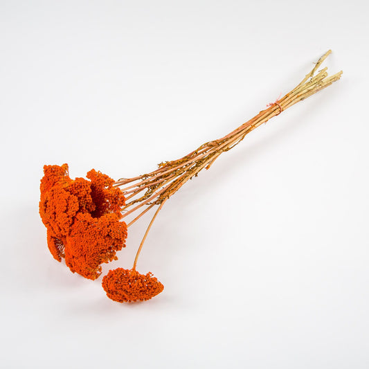 Beautiful dried achillea orange dyed, yarrow bunch 100g