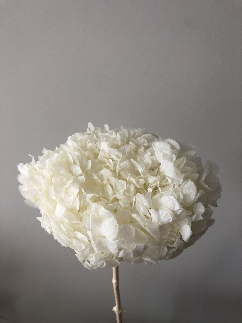 Big Petal Preserved hydrangea, hydrangea, bridalflower