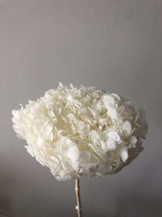 Big Petal Preserved hydrangea, hydrangea, bridalflower