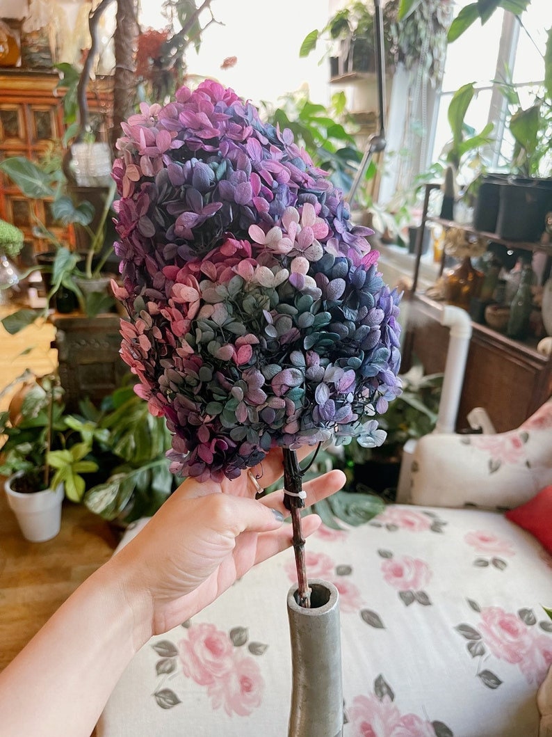 Preserved hydrangea mix gradient D18-20cm, hortensia, decoration de mariage, Resin, handcraft