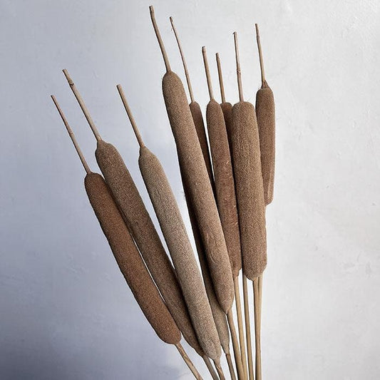 x6 Dried large Typha Reeds, Natural Brown, Large 65-75cm seed head 16-23cm